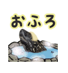うちのカメちゃん（個別スタンプ：13）