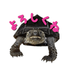 うちのカメちゃん（個別スタンプ：14）
