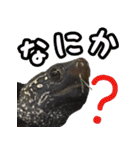 うちのカメちゃん（個別スタンプ：20）