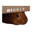 うさぎのたわし（個別スタンプ：22）