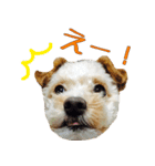 かわいいハウル（個別スタンプ：6）