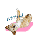 かわいいハウル（個別スタンプ：8）