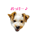 かわいいハウル（個別スタンプ：16）