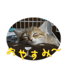 きらくなねこちゃんスタンプ（個別スタンプ：16）