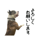 KING ASH ふぁみり～！（個別スタンプ：6）