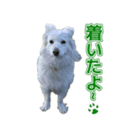 保護犬ケープとシェパードのわらび（個別スタンプ：6）