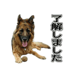 保護犬ケープとシェパードのわらび（個別スタンプ：8）