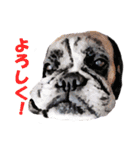 Riesen Stern Boxer（ボクサー犬スタンプ）（個別スタンプ：1）