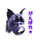 Riesen Stern Boxer（ボクサー犬スタンプ）（個別スタンプ：2）