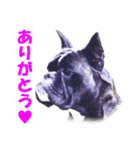 Riesen Stern Boxer（ボクサー犬スタンプ）（個別スタンプ：3）
