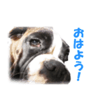 Riesen Stern Boxer（ボクサー犬スタンプ）（個別スタンプ：4）