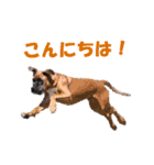 Riesen Stern Boxer（ボクサー犬スタンプ）（個別スタンプ：5）