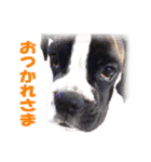 Riesen Stern Boxer（ボクサー犬スタンプ）（個別スタンプ：6）