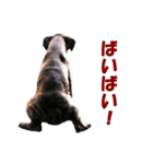 Riesen Stern Boxer（ボクサー犬スタンプ）（個別スタンプ：7）