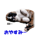Riesen Stern Boxer（ボクサー犬スタンプ）（個別スタンプ：8）