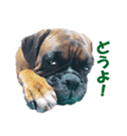 Riesen Stern Boxer（ボクサー犬スタンプ）（個別スタンプ：9）