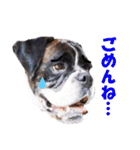 Riesen Stern Boxer（ボクサー犬スタンプ）（個別スタンプ：10）