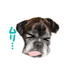 Riesen Stern Boxer（ボクサー犬スタンプ）（個別スタンプ：11）