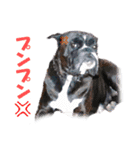 Riesen Stern Boxer（ボクサー犬スタンプ）（個別スタンプ：12）