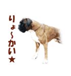 Riesen Stern Boxer（ボクサー犬スタンプ）（個別スタンプ：13）