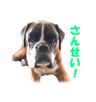 Riesen Stern Boxer（ボクサー犬スタンプ）（個別スタンプ：14）
