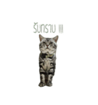 Dtualek（個別スタンプ：11）