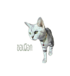 Dtualek（個別スタンプ：13）