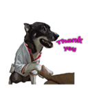 My Lucky dogs II（個別スタンプ：1）
