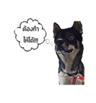 My Lucky dogs II（個別スタンプ：2）