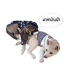 My Lucky dogs II（個別スタンプ：8）