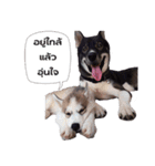 My Lucky dogs II（個別スタンプ：10）