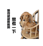 ダックスフント・Kafe の回想録（個別スタンプ：16）