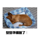 ダックスフント・Kafe の回想録（個別スタンプ：22）