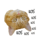 Magrood V.1（個別スタンプ：12）