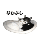 シロとクロ猫の写真（個別スタンプ：1）