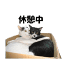 シロとクロ猫の写真（個別スタンプ：3）