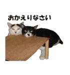 シロとクロ猫の写真（個別スタンプ：7）