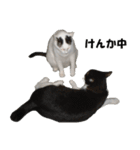 シロとクロ猫の写真（個別スタンプ：9）