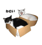 シロとクロ猫の写真（個別スタンプ：10）