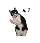 シロとクロ猫の写真（個別スタンプ：11）