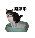 シロとクロ猫の写真（個別スタンプ：14）