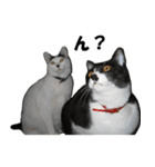 シロとクロ猫の写真（個別スタンプ：16）