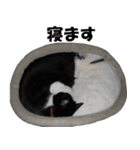 シロとクロ猫の写真（個別スタンプ：17）