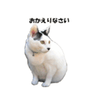 シロとクロ猫の写真（個別スタンプ：18）