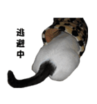 シロとクロ猫の写真（個別スタンプ：20）