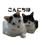 シロとクロ猫の写真（個別スタンプ：22）