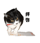 シロとクロ猫の写真（個別スタンプ：30）