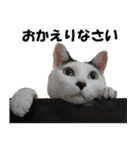 シロとクロ猫の写真（個別スタンプ：31）