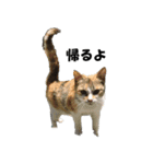 シロとクロ猫の写真（個別スタンプ：32）