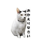 シロとクロ猫の写真（個別スタンプ：36）